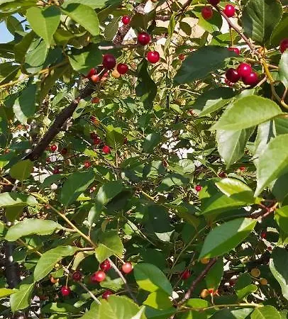 Apartman Anamaria Šibenik