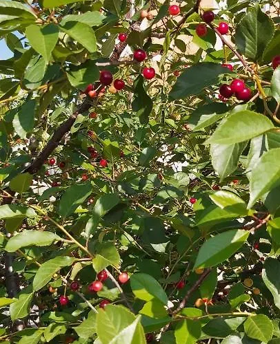 Appartement Anamaria Šibenik